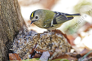 Wintergoldhähnchen