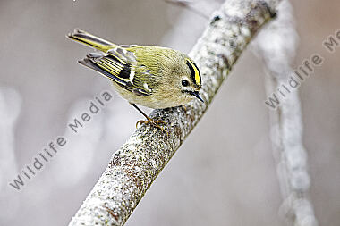 Wintergoldhähnchen