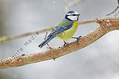 Blaumeise