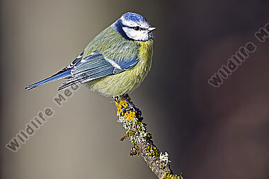 Blaumeise