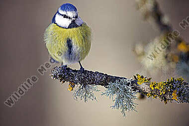 Blaumeise