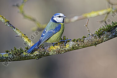 Blaumeise