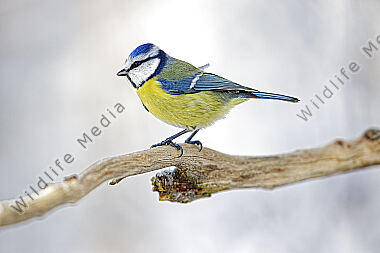 Blaumeise