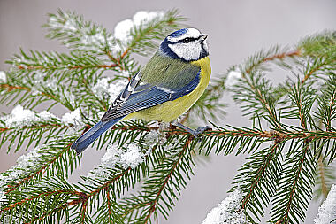 Blaumeise