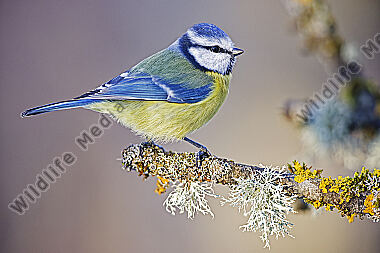 Blaumeise