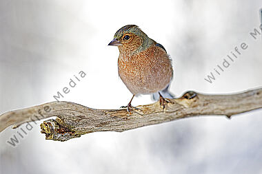 Buchfink Männchen