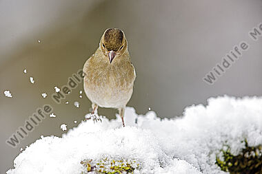 Buchfink Weibchen
