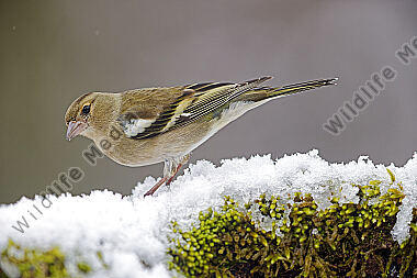 Buchfink Weibchen