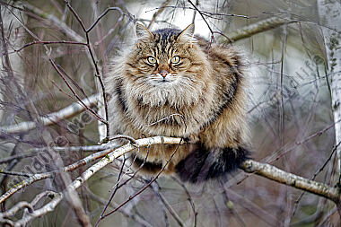 Hauskatze