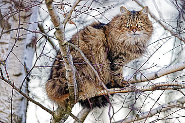 Hauskatze
