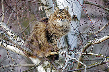 Hauskatze