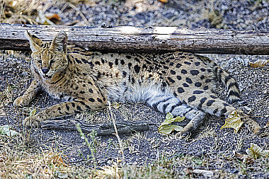 Serval
