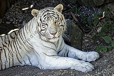 Weißer Bengal-Tiger