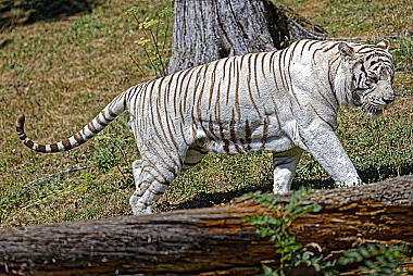 Weißer Bengal-Tiger
