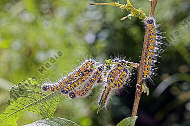 Mondvogel Raupe