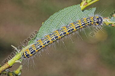 Mondvogel Raupe