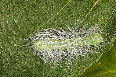 Woll-Rindeneule Raupe