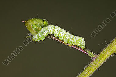 Gammaeule halberwachsene Raupe