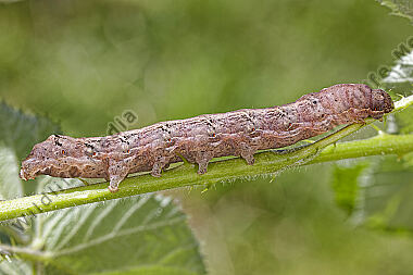 Hausmutter Raupe