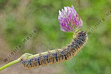 Kleespinner Raupe