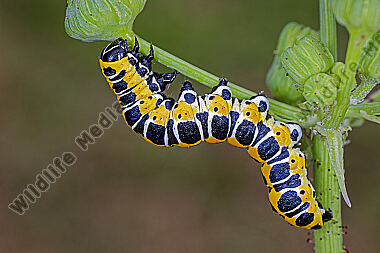 Lattichmönch Raupe