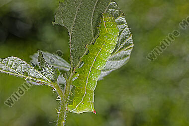 Pyramideneule Raupe