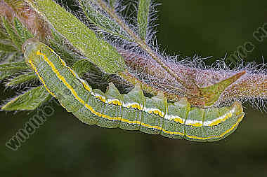 Graue Moderholzeule halberwachsene Raupe