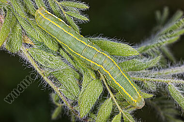 Graue Moderholzeule halberwachsene Raupe