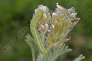 Graue Moderholzeule halberwachsene Raupe