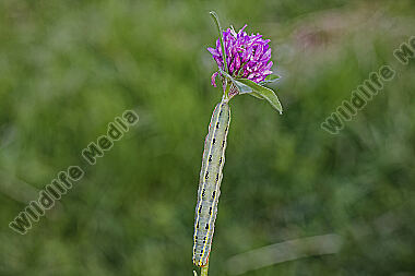 Graue Moderholzeule Raupe