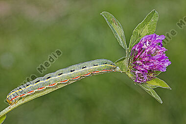 Graue Moderholzeule Raupe