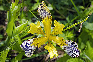 Bunte Iris