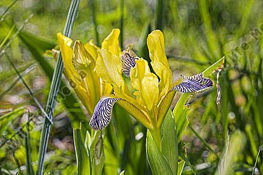 Bunte Iris