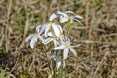 Narzisse Narcissus obsoletus
