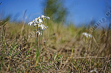 Narzisse Narcissus obsoletus