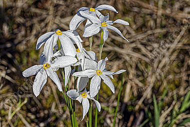 Narzisse Narcissus obsoletus