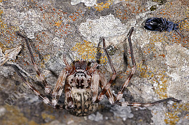 Riesenkrabbenspinne Eusparassus walckenaeri
