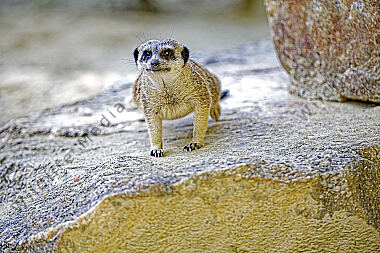 Erdmännchen