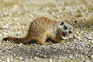 Erdmännchen