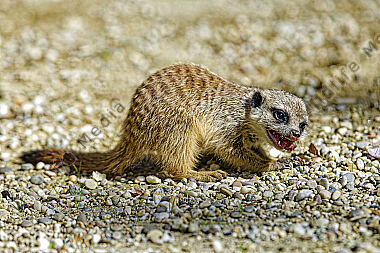 Erdmännchen