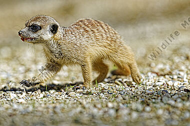 Erdmännchen
