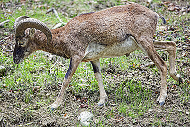 Europäischer Mufflon Widder
