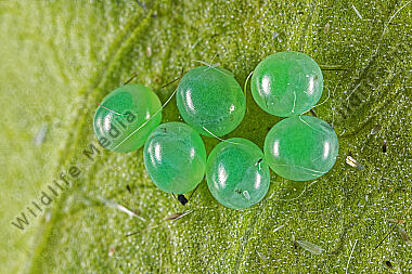 Windenschwärmer Eier