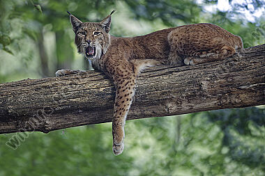 Europäischer Luchs