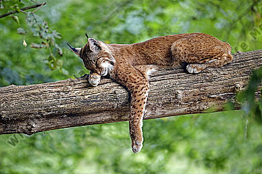 Europäischer Luchs