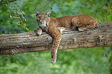Europäischer Luchs