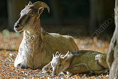Himalaya-Tahr