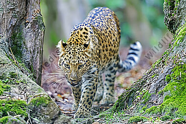 China-Leopard