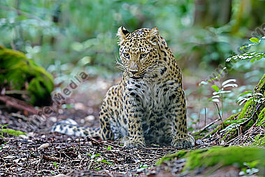 China-Leopard