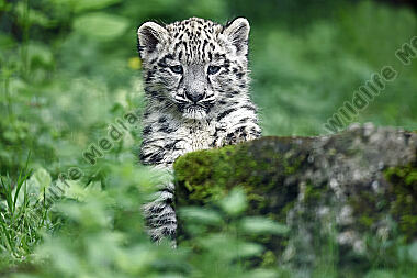 Schneeleopard Baby